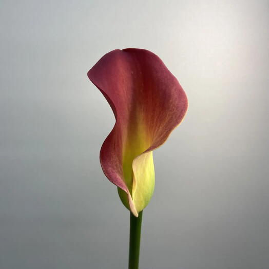 Калла Зантедеския / Zantedeschia