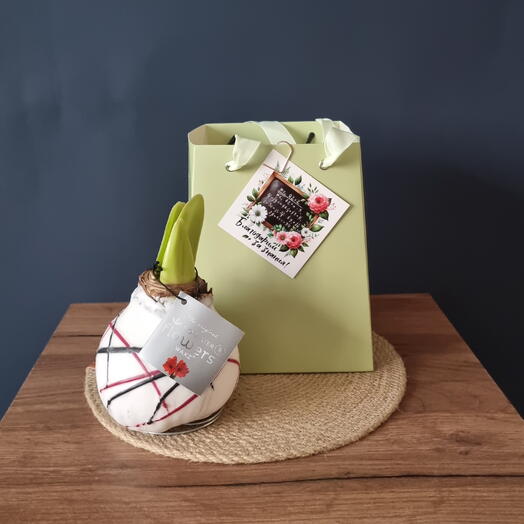 Амарилис в сумочке ко дню учителя