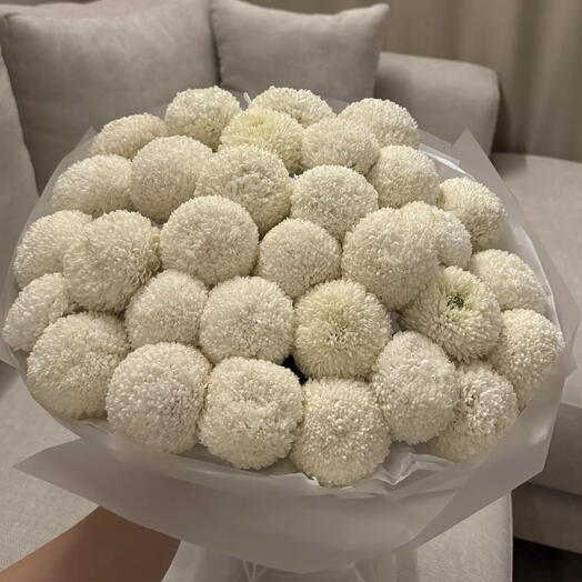 Momoko Chrysanthemum