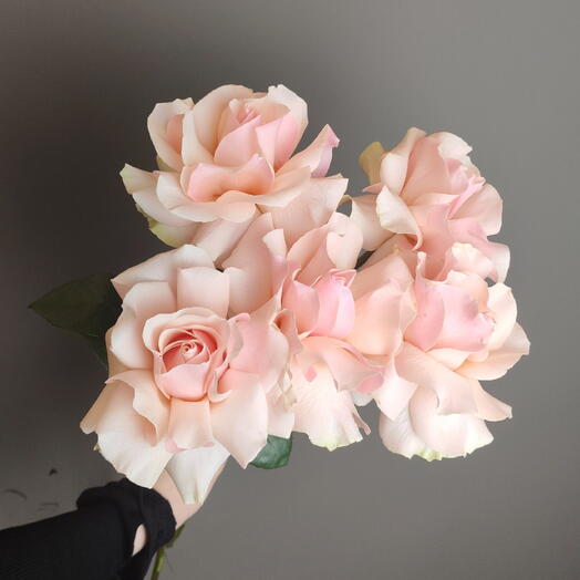5 французских роз под ленту