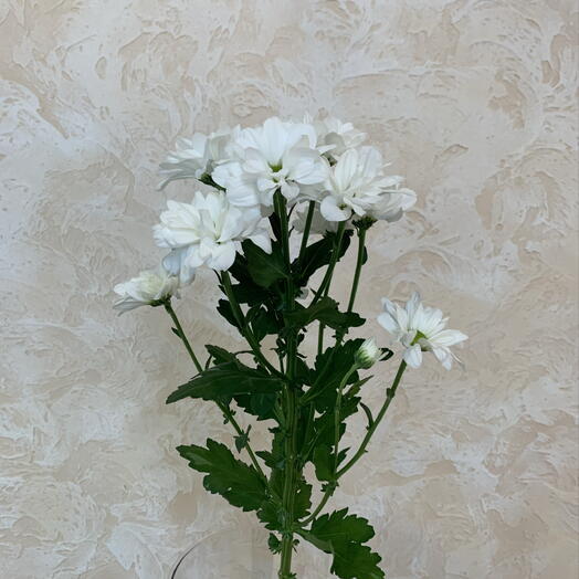 Хризантема кустовая белая ромашка