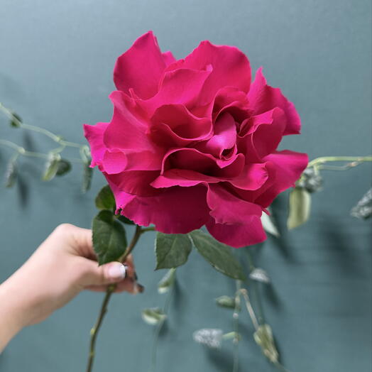 Роза французская розовая🌸