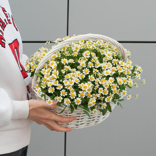Ромашка в корзине 35 шт