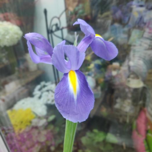 Iris