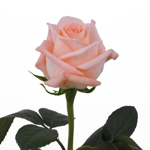 Галерея роз - Engagement - Энциклопедия роз