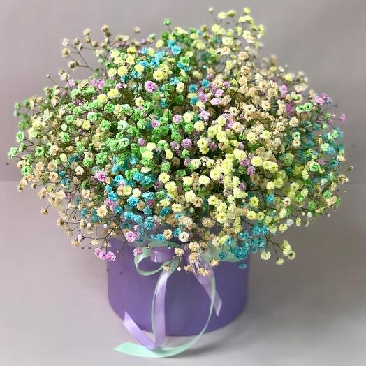Rainbow gypsophila