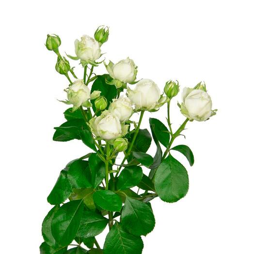 Róża piwonia Miss Bombastic