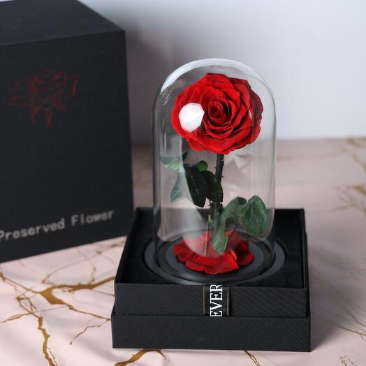 Preseved red rose