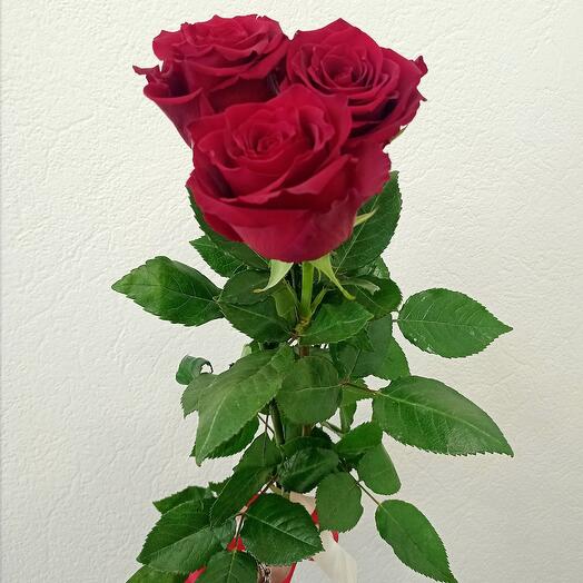 Roses Explorer 3pcs