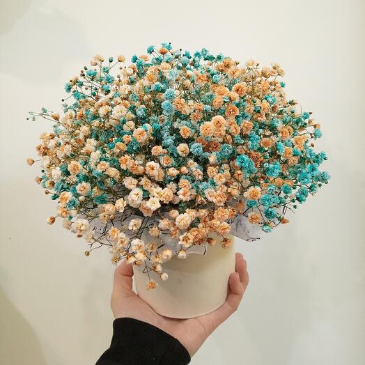 Gypsophila in a box