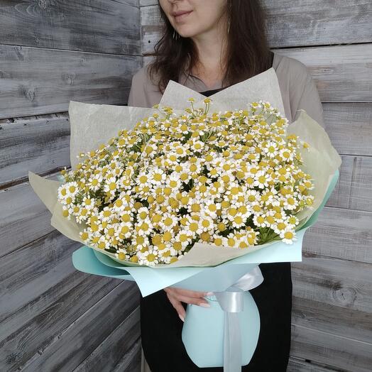 Милая ромашка