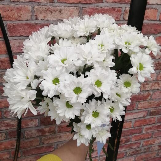 Bouquet of chrysanthemum "Bacardi 7"