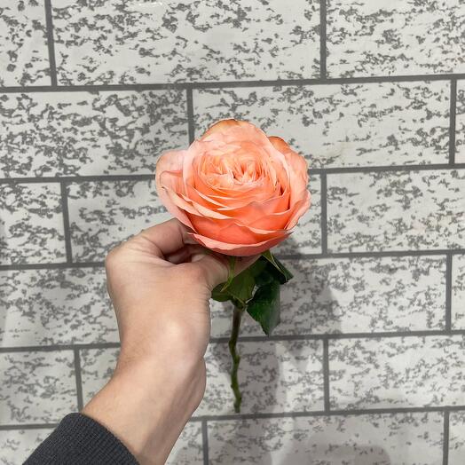 Пионовидная Роза персик