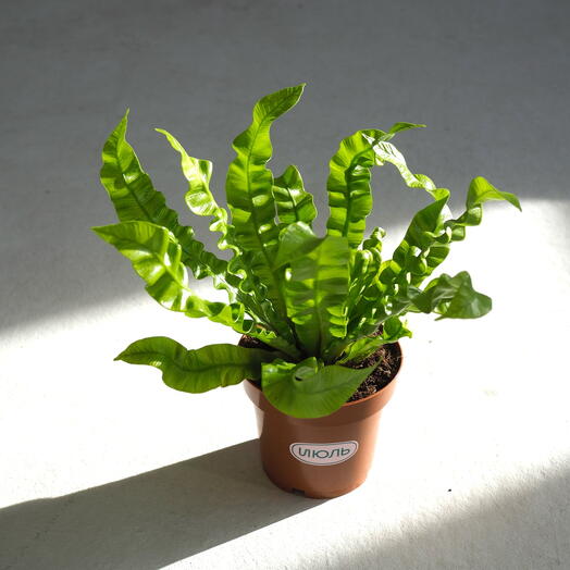 Асплениум Криспи Вейв