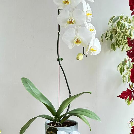 Single Stem White Phalaenopsis Orchid Plant
