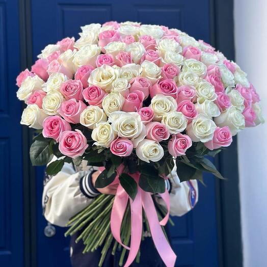 101 White Pink Rose