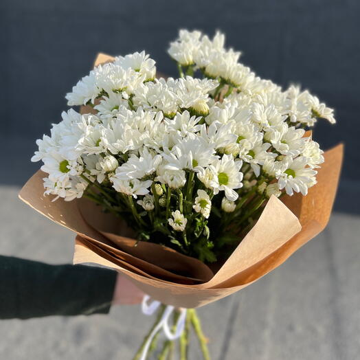 Chrysanthemum 🤍