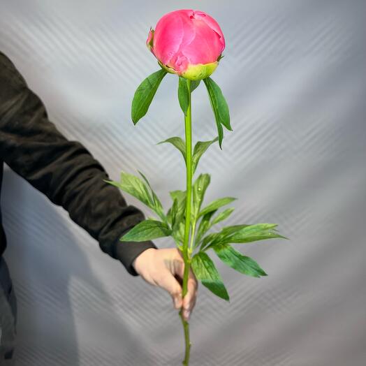 Coral Peonies