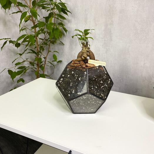 Бонсай в шаре S (Small, маленький)