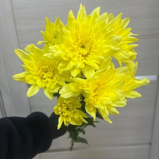 Хризантема кустовая💛