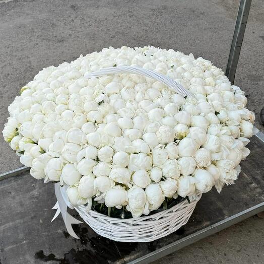 301 White Peony