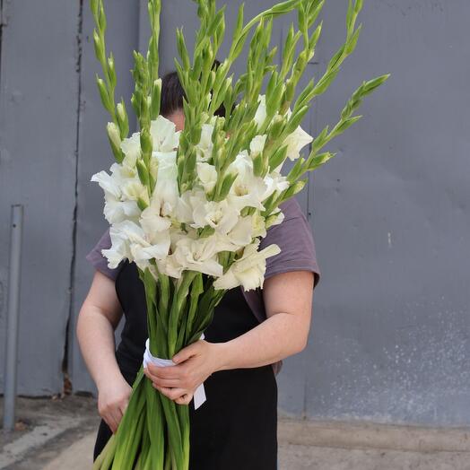 19 white gladioli