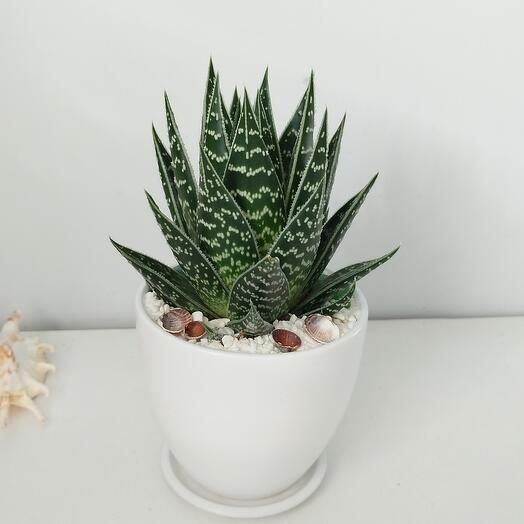 Алоэ тики таки