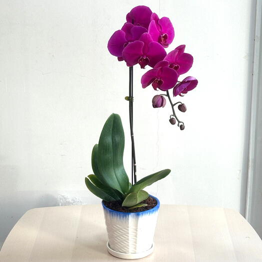 Pink Phalaenopsis Orchid Plant