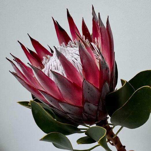 Protea
