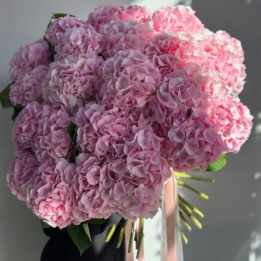 Гортензия розовая