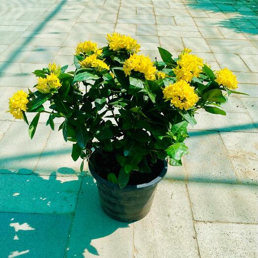 Ixora Coccinea Yellow