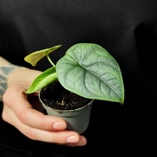 Алоказия Мело (Alocasia melo) D6см