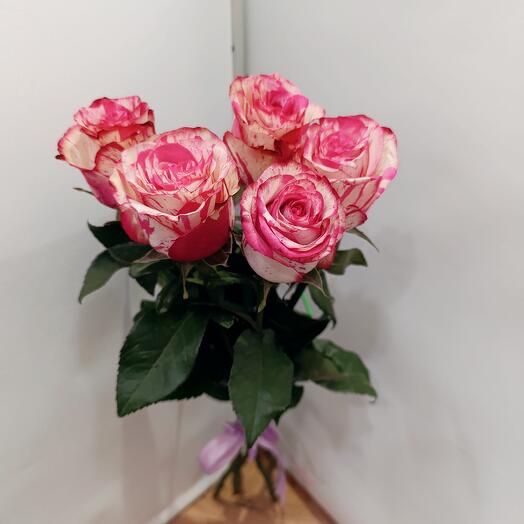 Букет бело-розовые розы 5 шт. Эквадор, букет бело розовых, цикламеновых, роз премиум  сорт Magic times