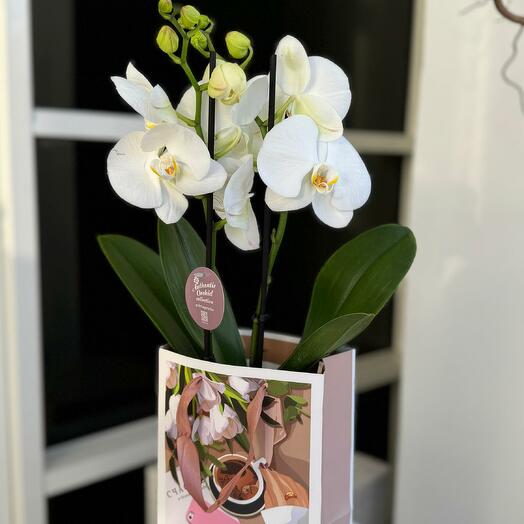 Орхидея в подарочном пакете