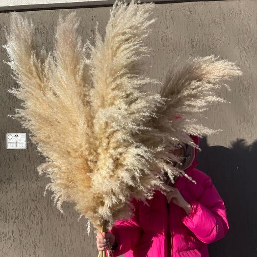 Пампасная трава светлая