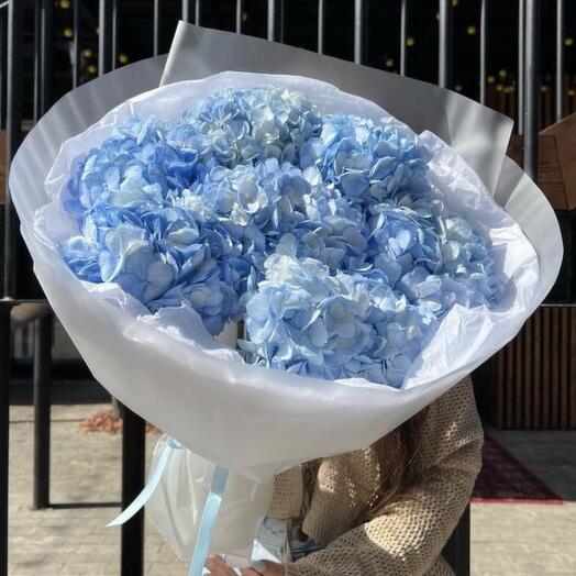 Гортензия 💙