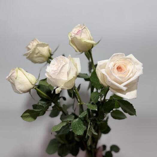Роза White O Hara