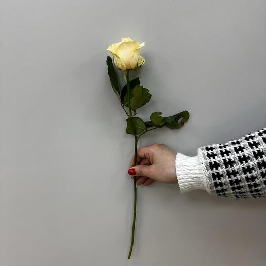 Разве белые новая Голландия 60 см