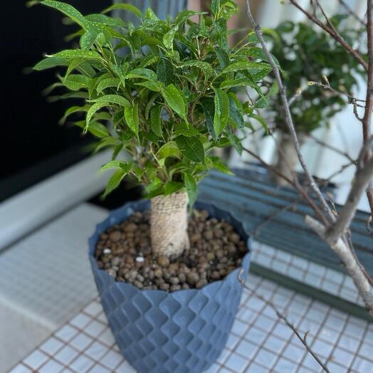 Фикус бенджамина NATASHA