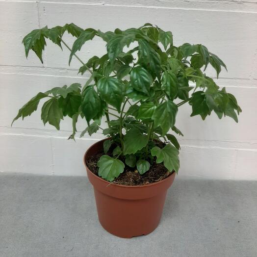 Комнатное растениея Редермахера d12