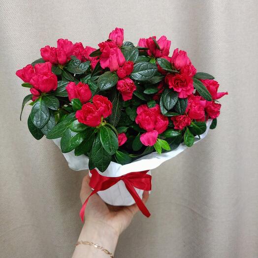 Азалия комнатное растение Азалия розовая