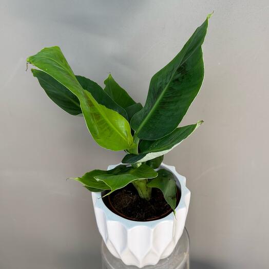 Банан Муса в керамическом кашпо