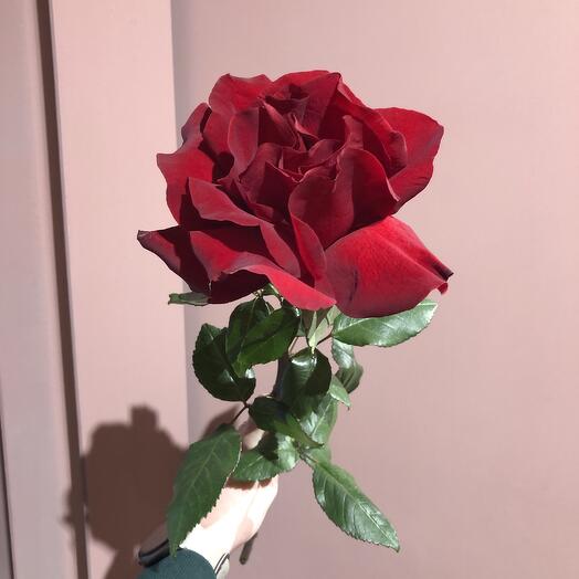 Роза Эксплоэр