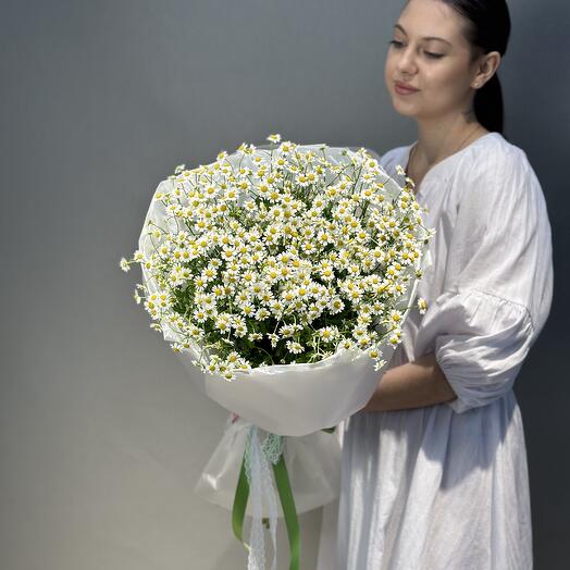 15 полевых ромашек танацетум