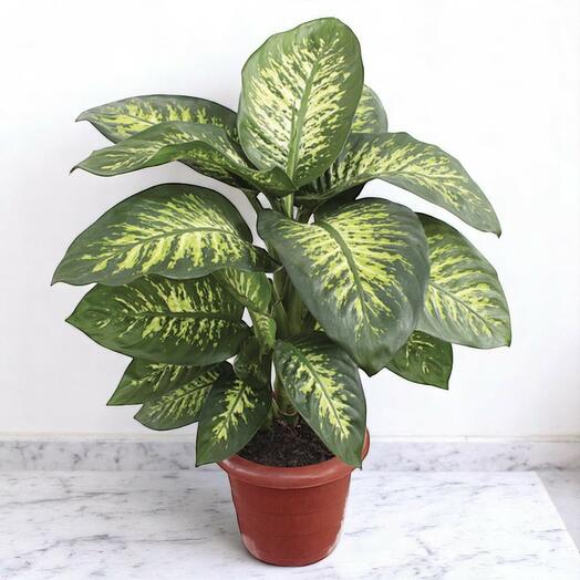 Dieffenbachia Tropic Snow – Dumb Cane Indoor Plant – 40cm Height – Decorative Foliage from Holland