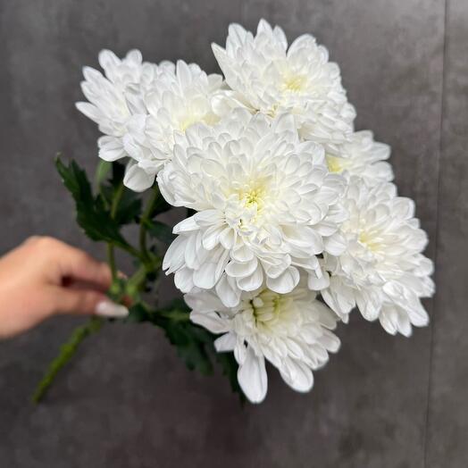 Double spray chrysanthemum