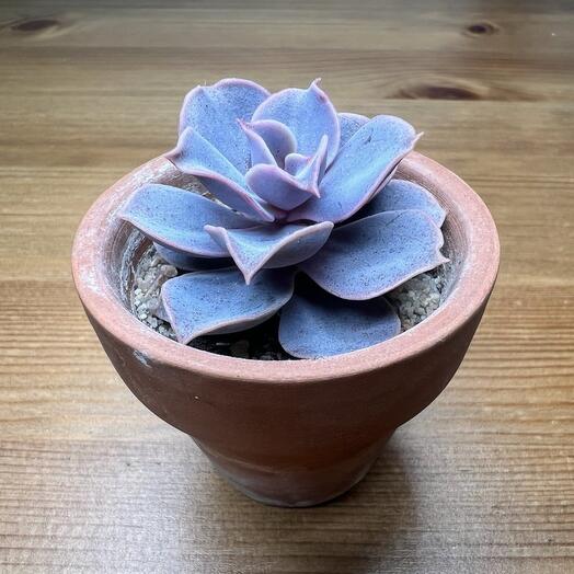 Эхеверия (Echeveria Perle Von Nurnberg)