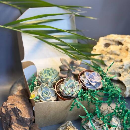 Подарочный набор суккулентов в коробочке