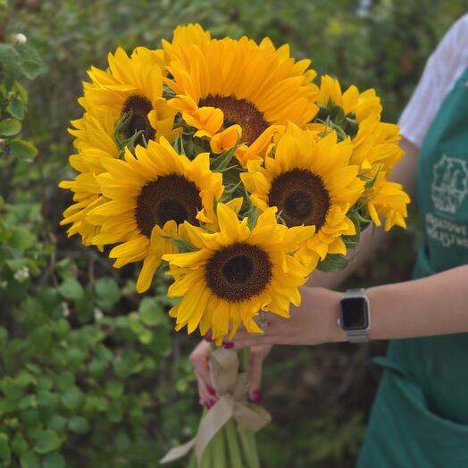 Соняшники (9 штук)