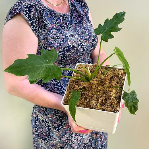 Филодендрон в квадратном пластиковом горшке